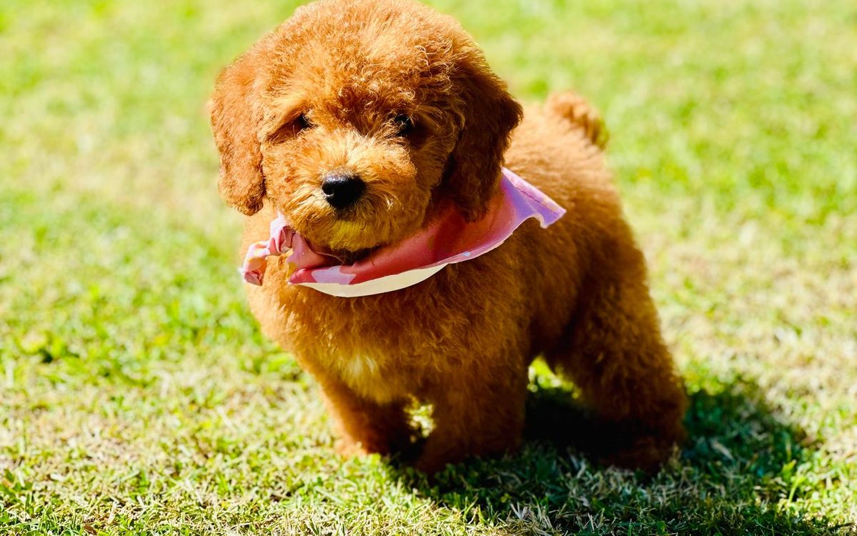 Joy, a curly apricot poodle with a pink bandana, standing on sunny grass