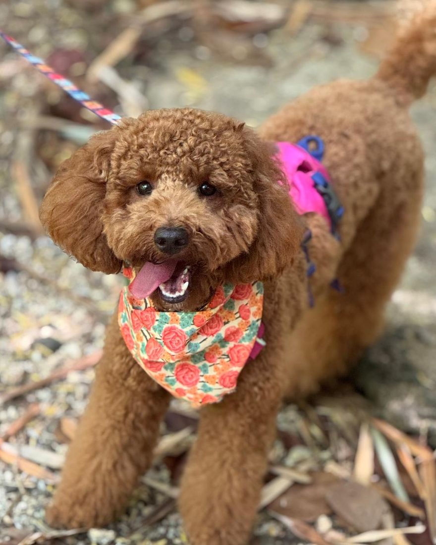 Joy, a curly apricot poodle in a floral bandana, smiling on a trail of dry leaves